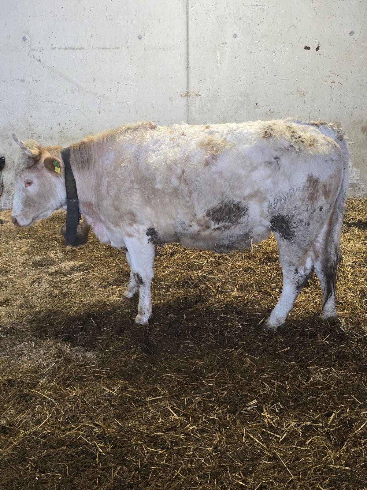 Bio Kalbin trächtig 3