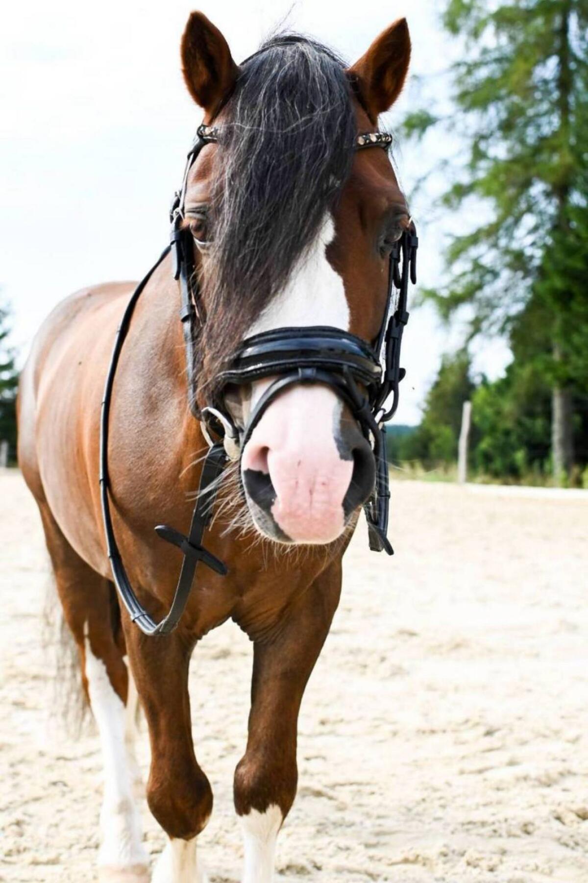 Deckanzeige 2026 Welsh A Cefnfedw Spring Equinox 3