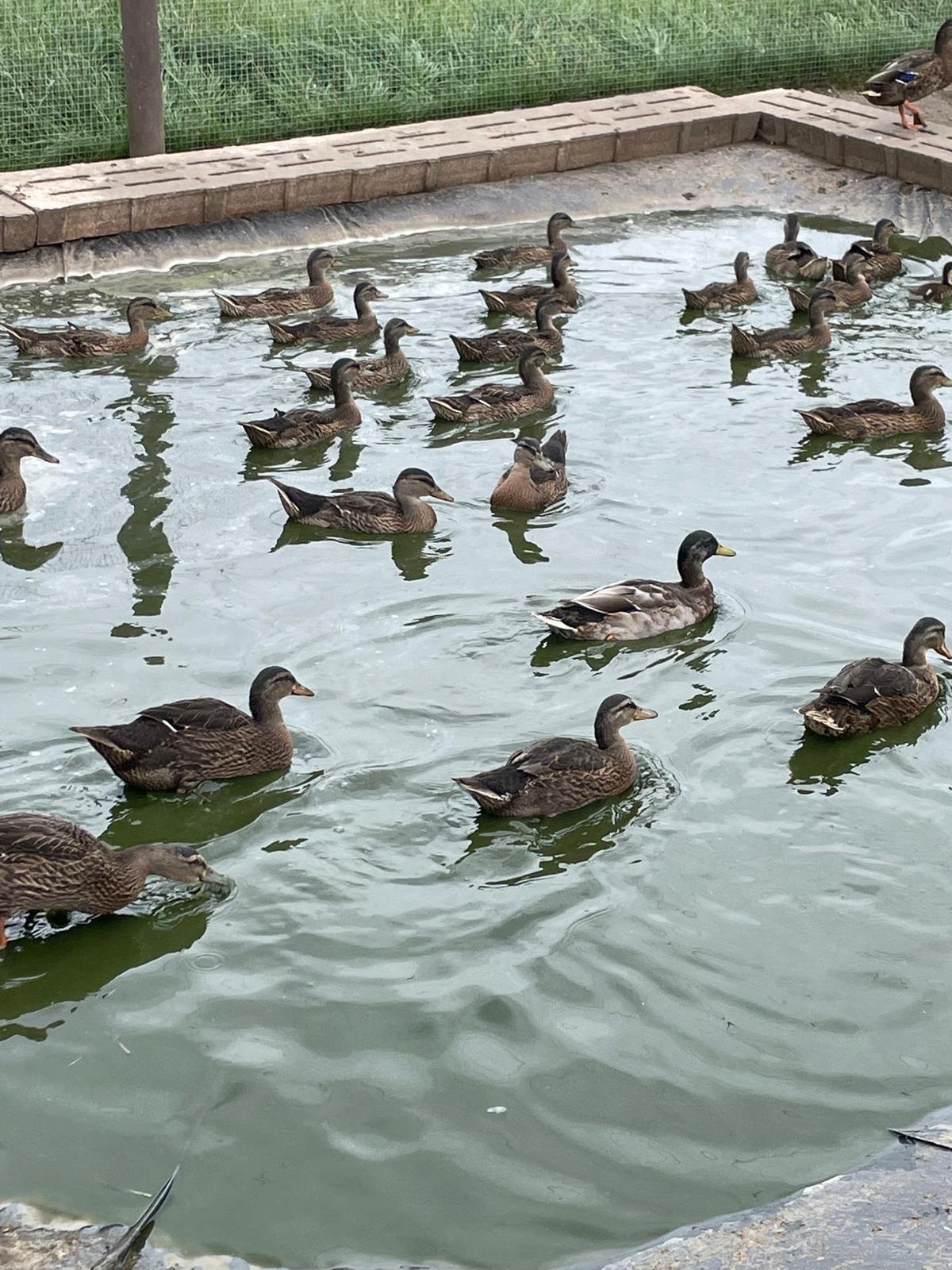 Stockenten Bruteier 3