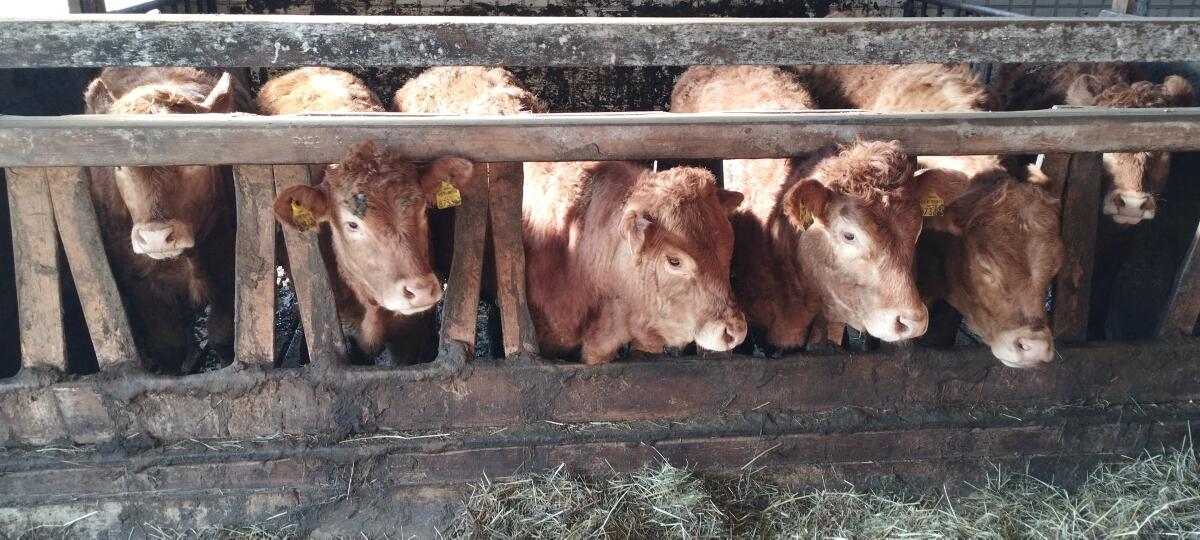 Limousin Jungrinder 2