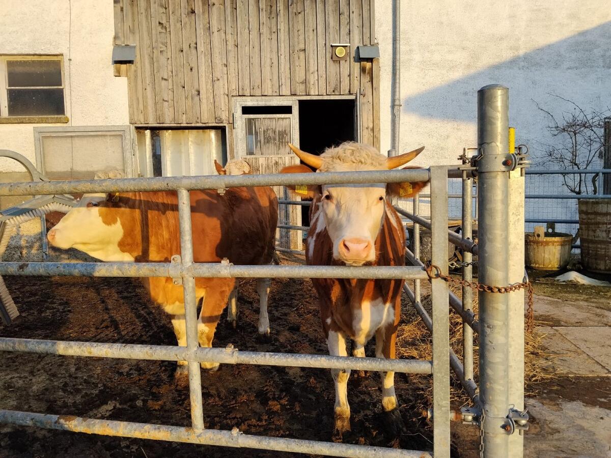 Verkaufe Fleckvieh-Kalbin 3