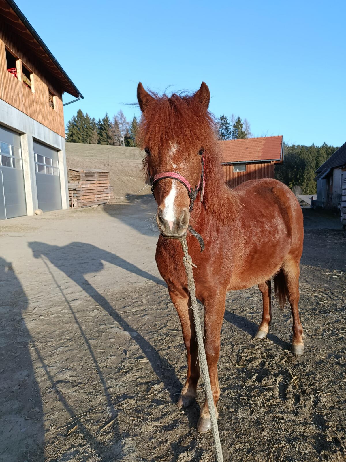 Welsh A Jährlings-Stute 3