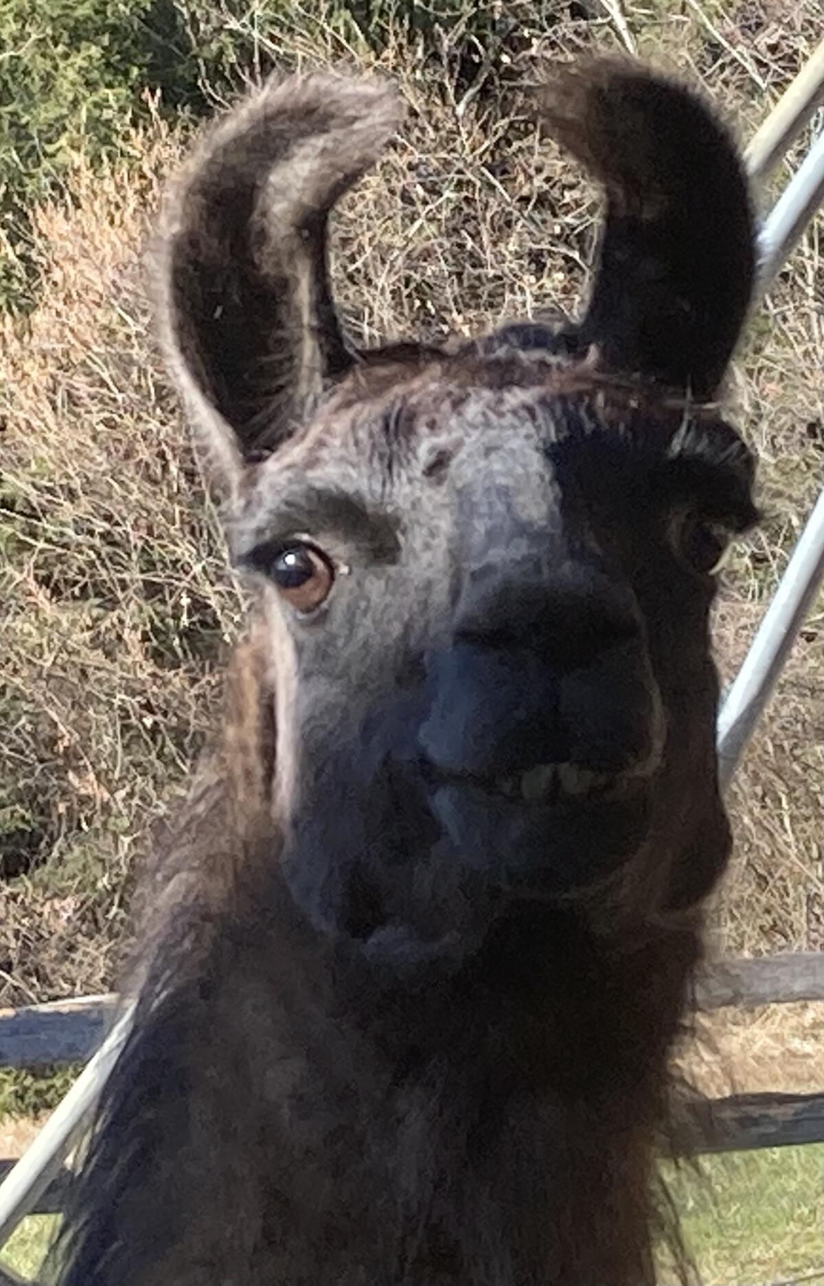 Lama männlich zu verschenken 2