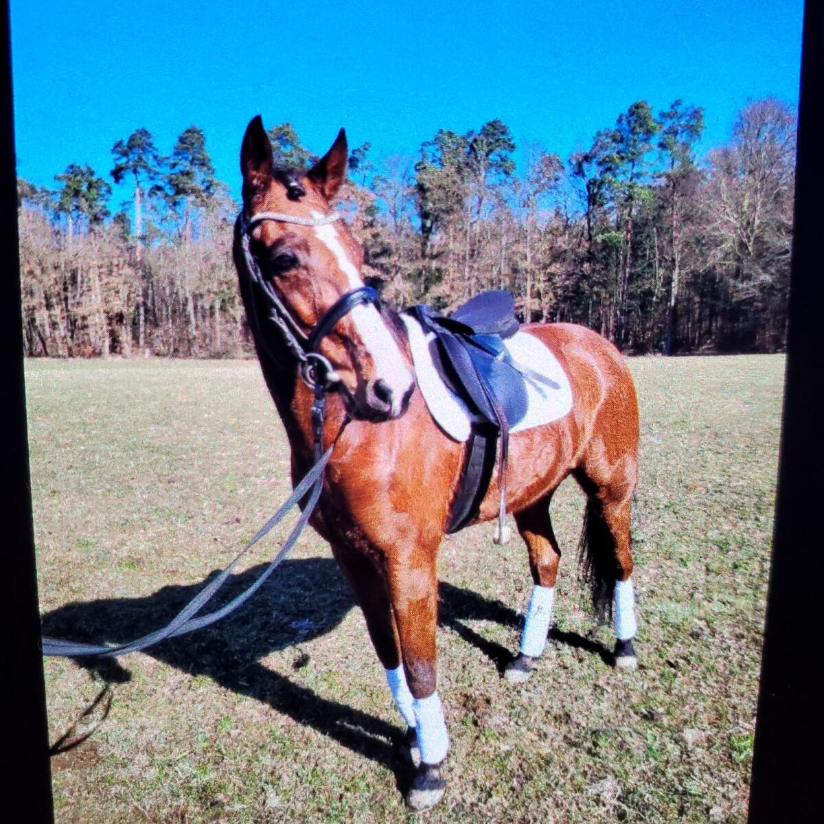 Wunderbares Freizeitpferd 2