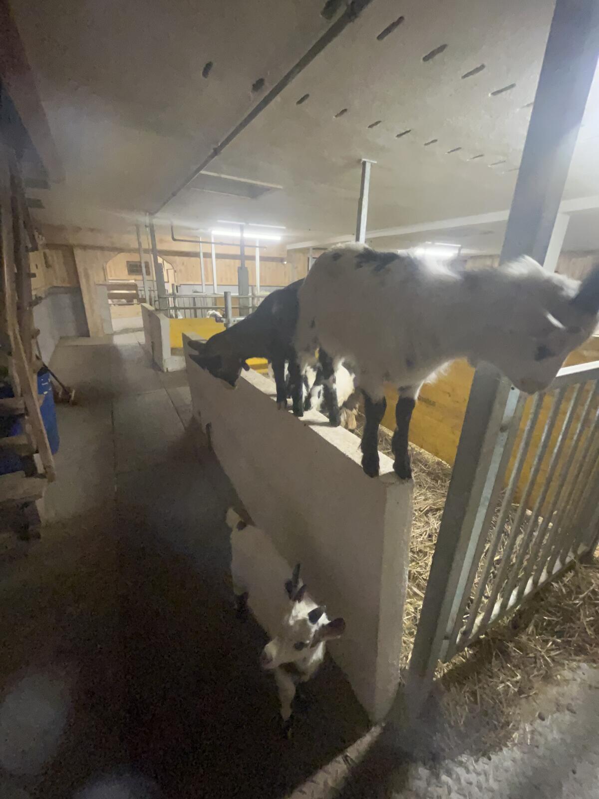 Tauernschecken Böcke 2