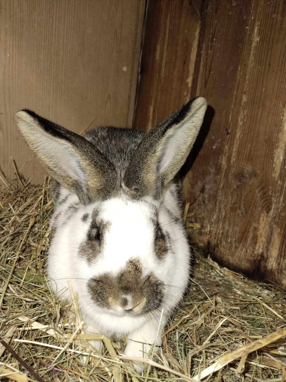 Große Riesen-Schecken-Häsin 2