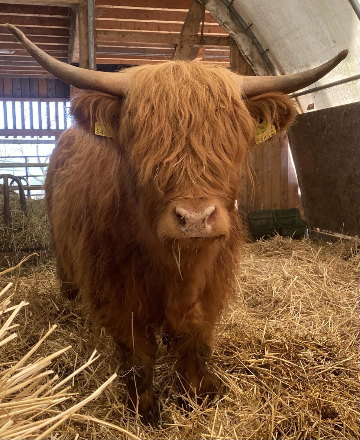 Hochlandrinder Kalbin Bio 3