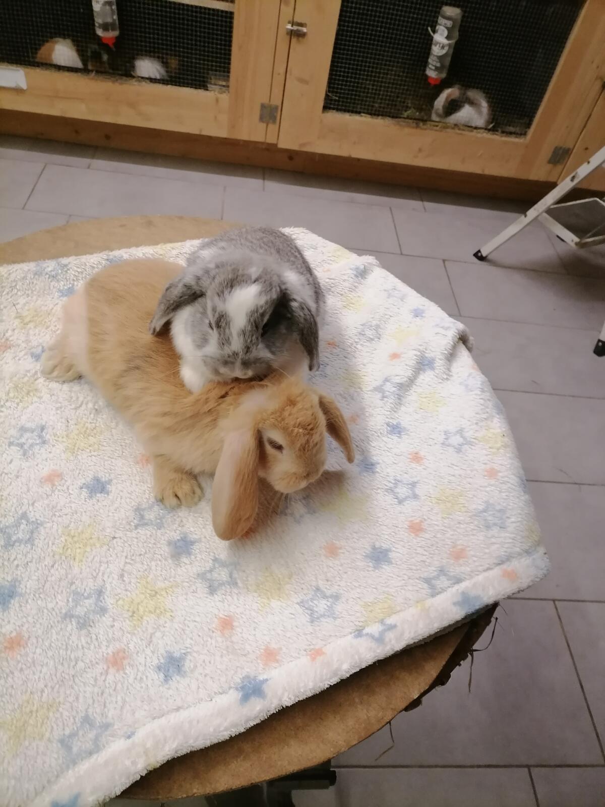 Zwergkaninchen Zwergwidder 2