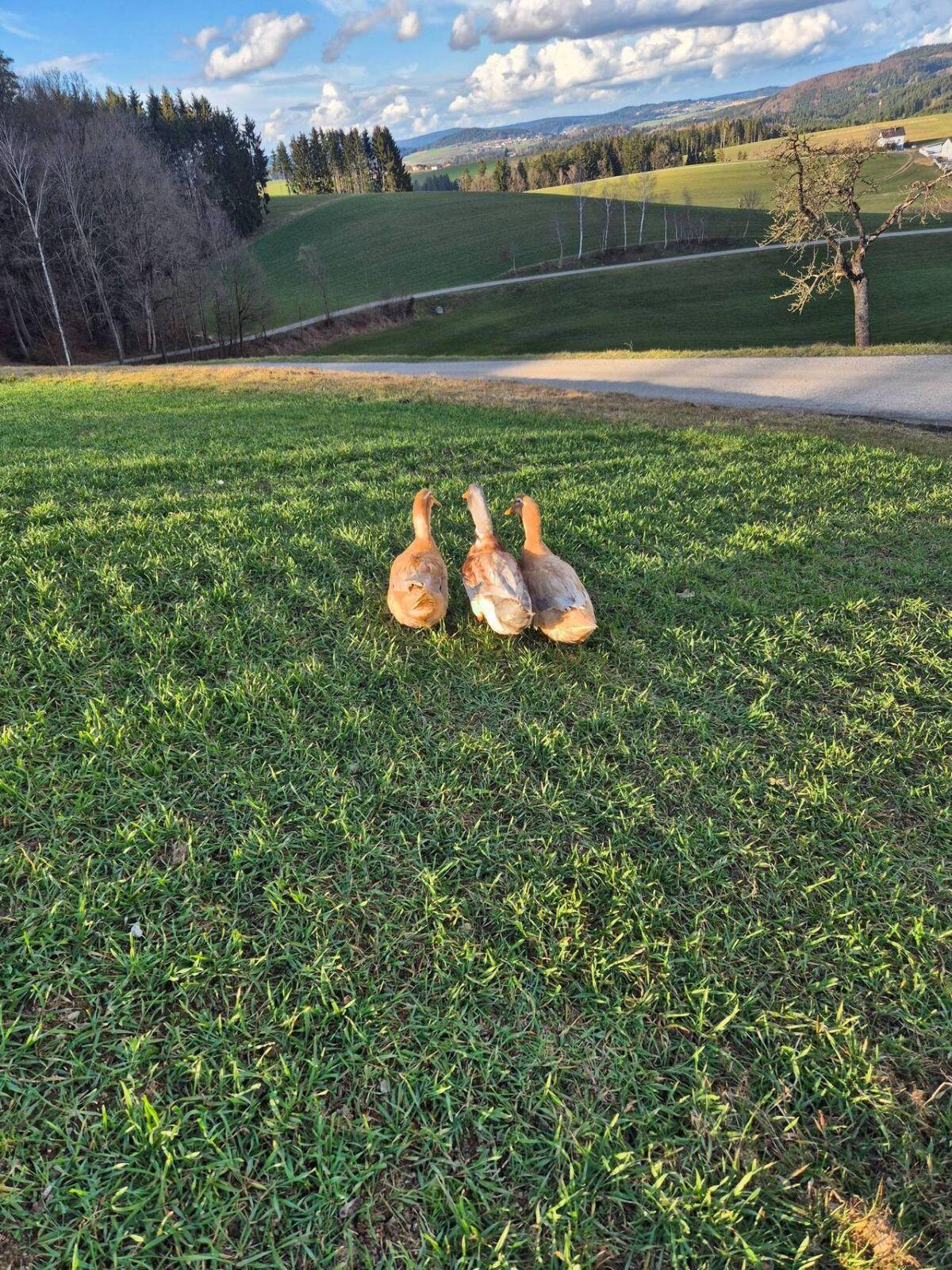 Sachsenenten Bruteier 3