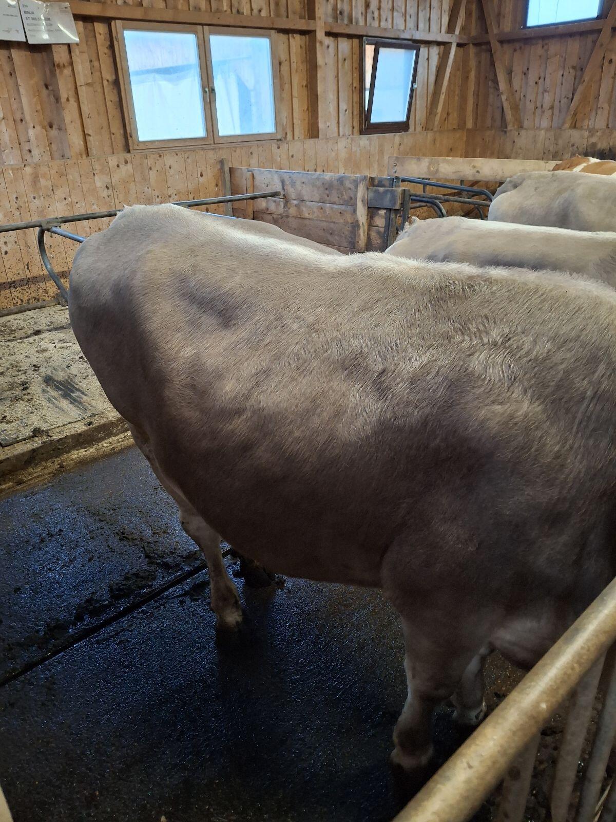 Brown Swiss Kalbin 2