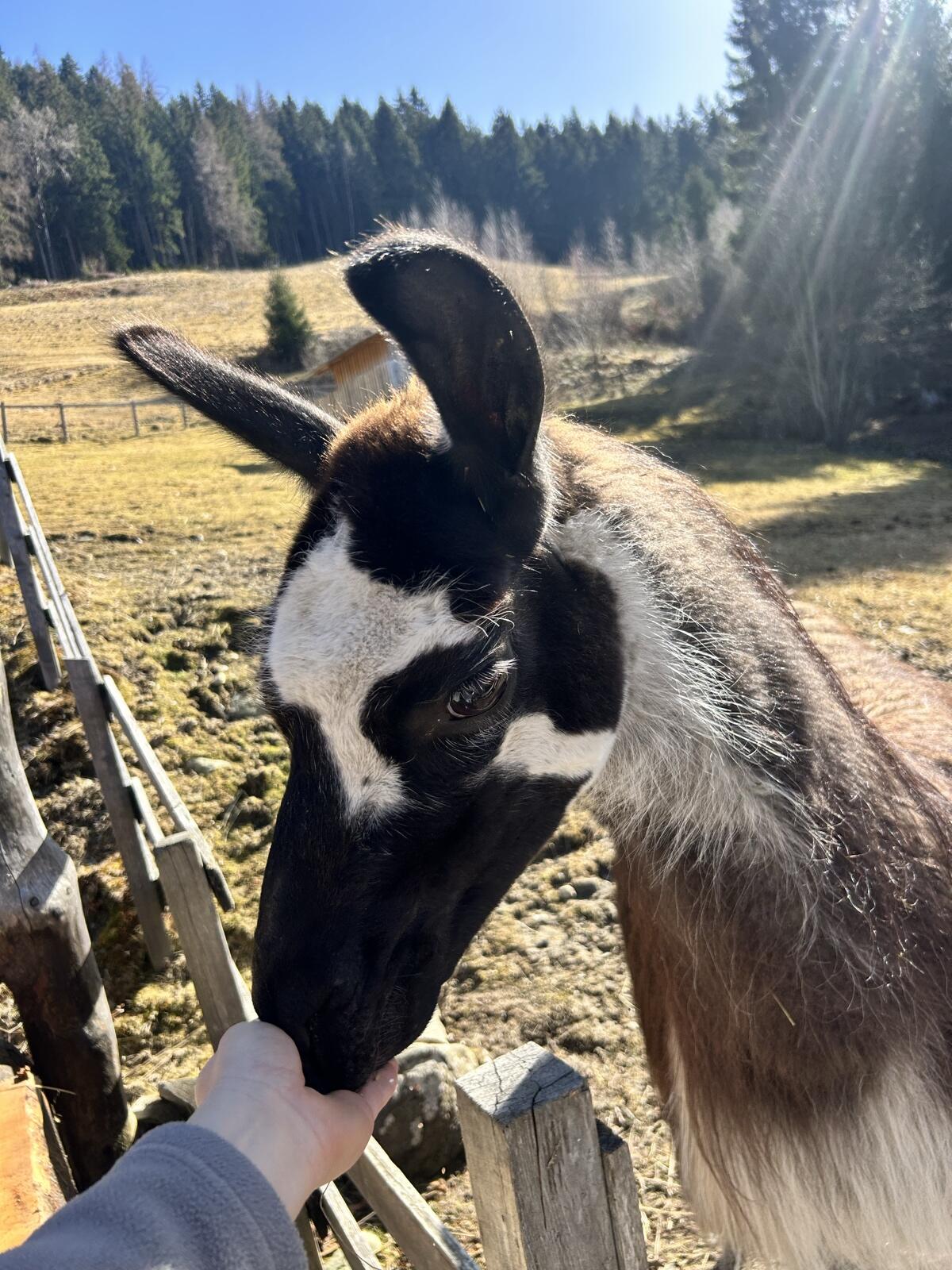 Lama Wallach Giovanni 3