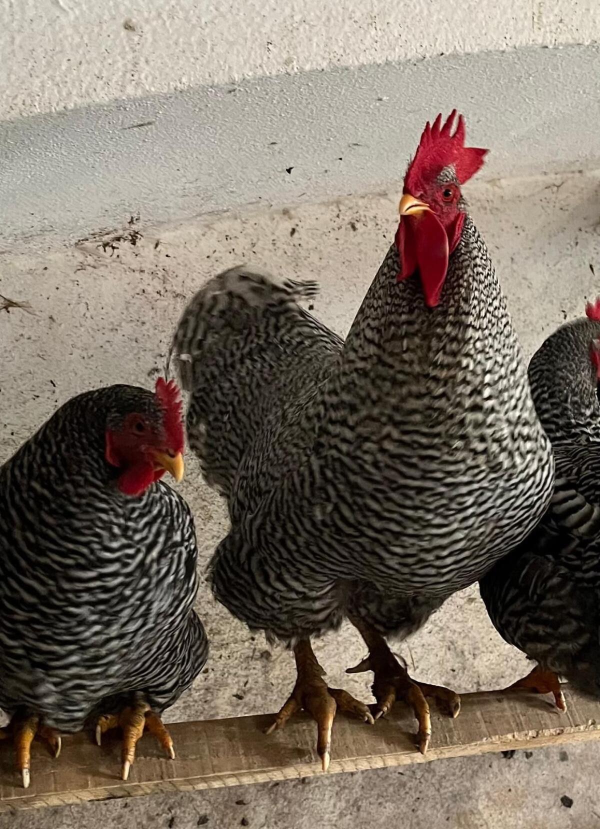 Amrock-Hahn inkl. Henne 2