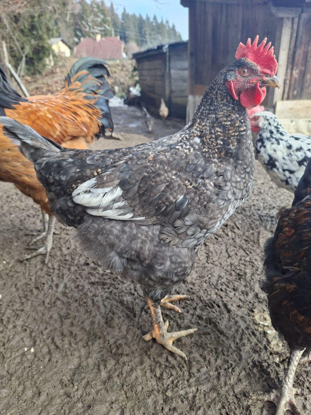 Junger Hahn/Junghähne 2