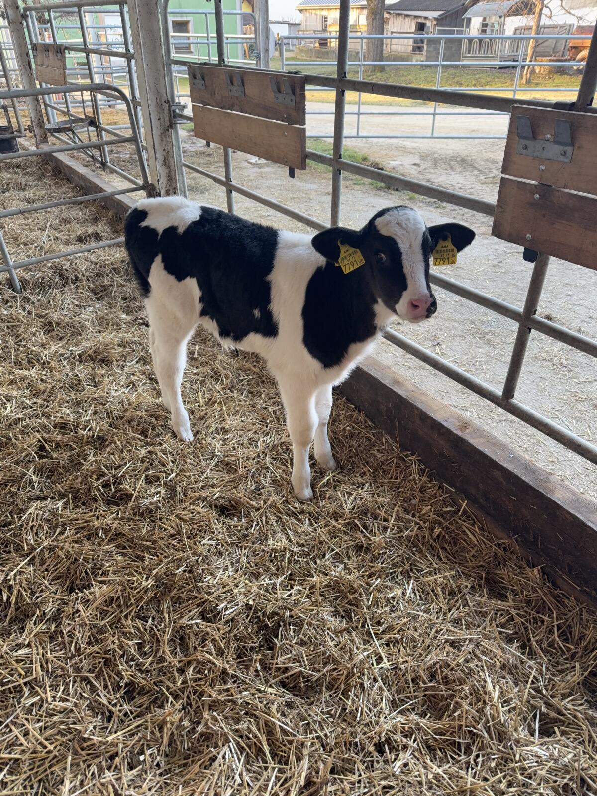 Kuhkälber gesucht 2