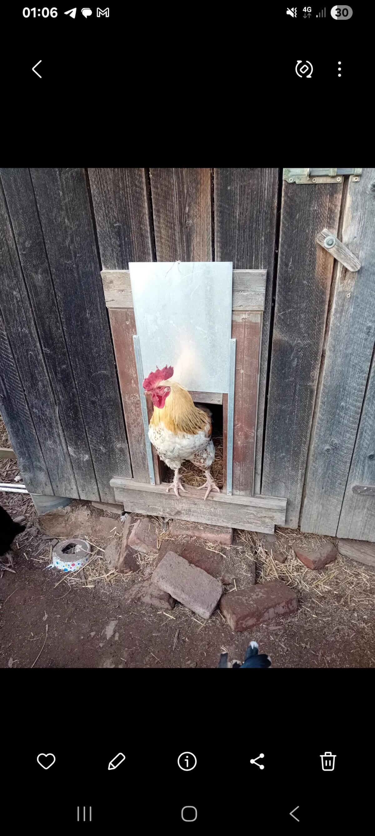 Wunderschöne Brahmahähne und Mixhähne 2