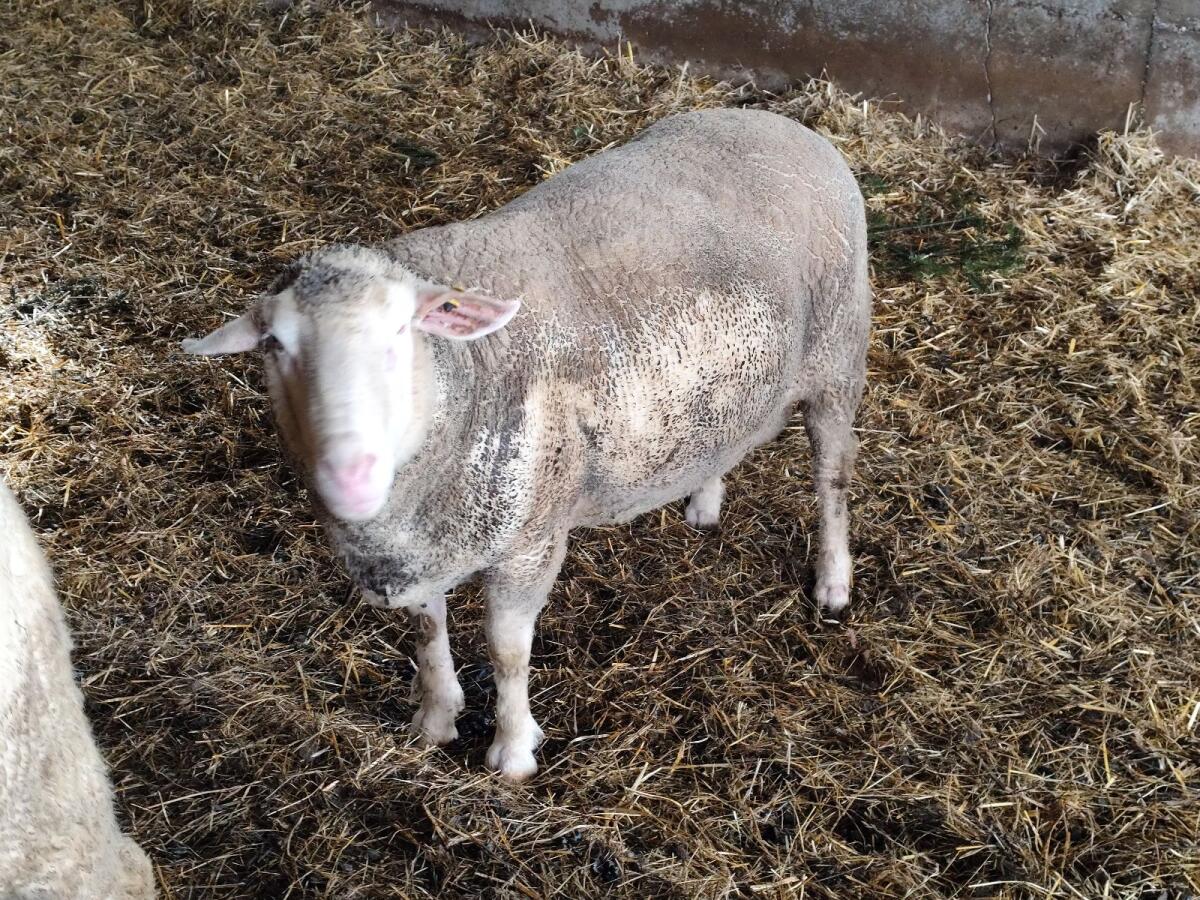 Merino Zuchtwidder 2