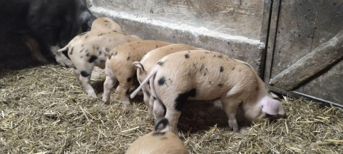Duroc Mix Ferkel 2