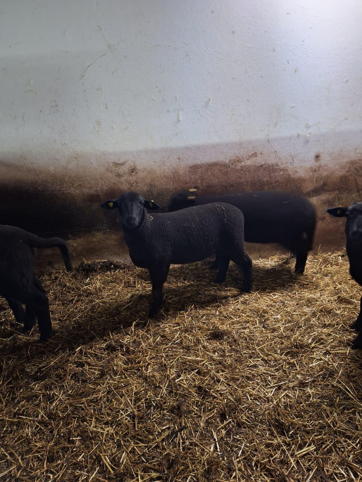 Widder Lämmer zu verkaufen 2