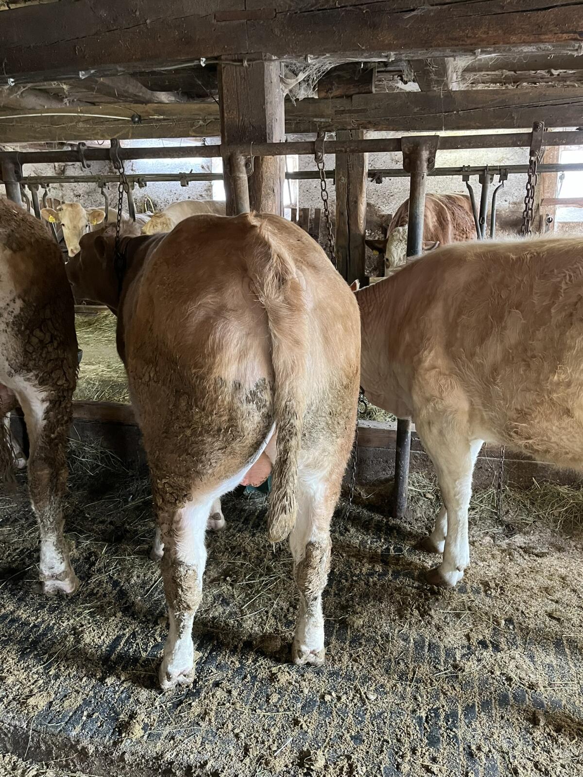 Blonde Aquitaine Zuchtstier 2