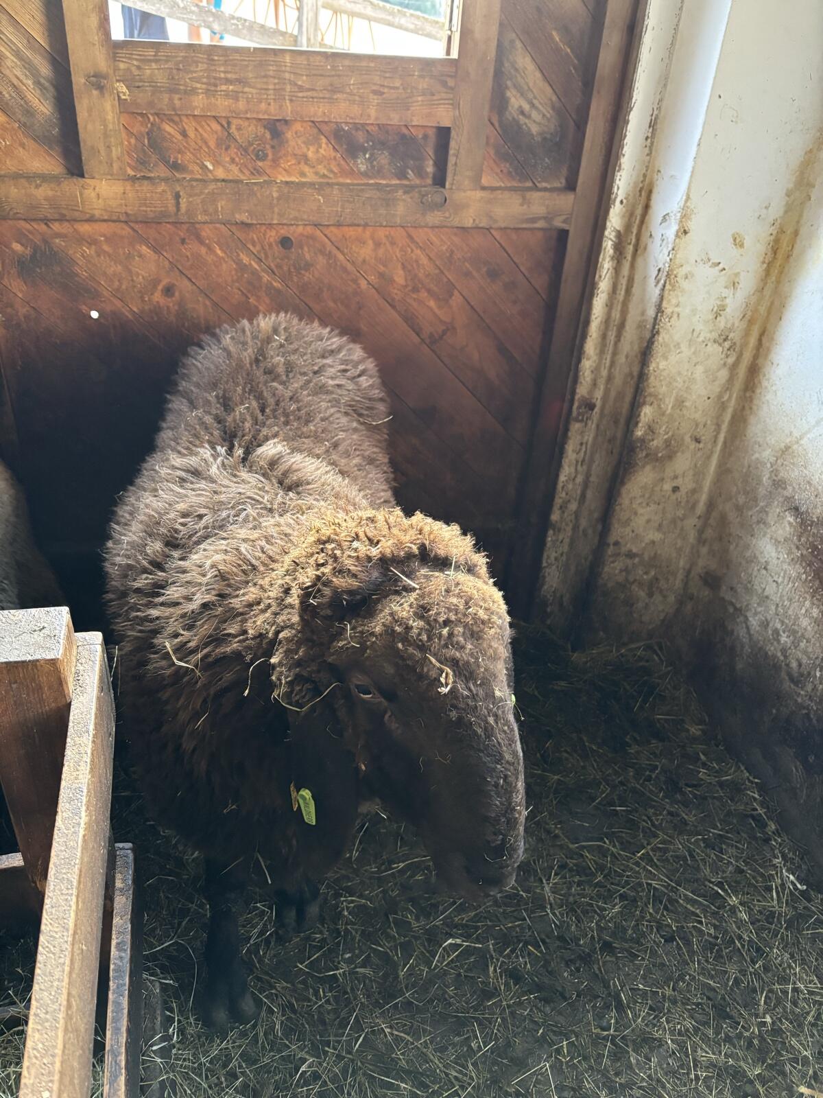 Brauner Bergschafwidder 2