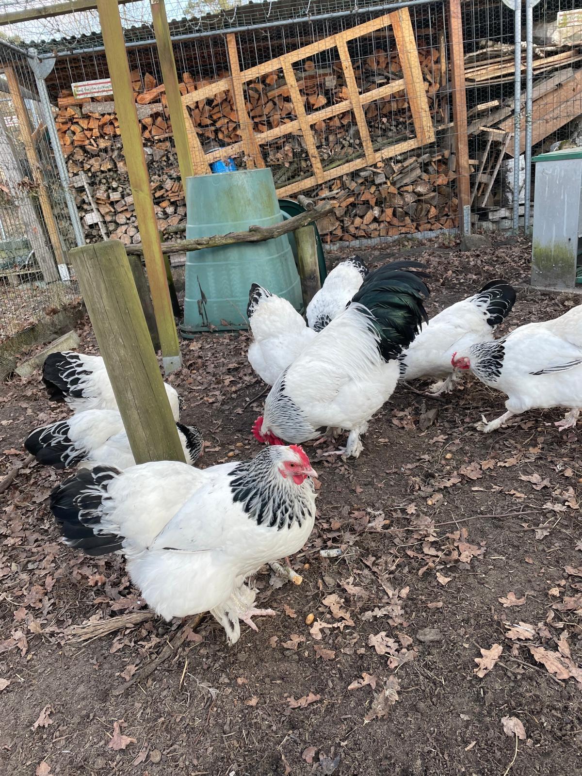 Bruteier der Sundheimer Hühner 2