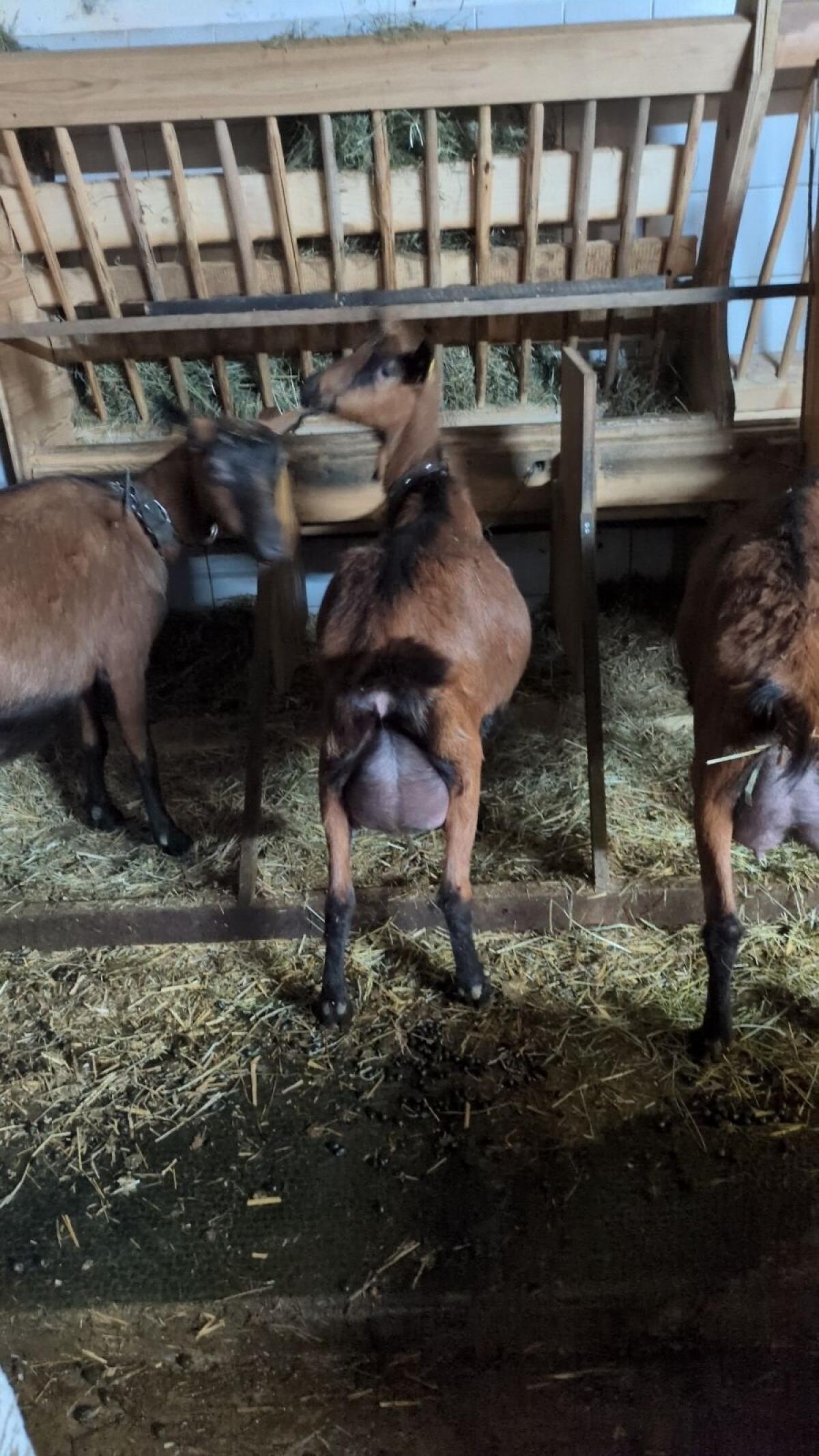 GGZ Ziege mit Bockkitz 2