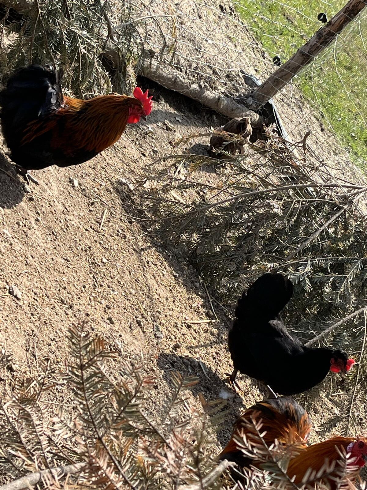 Zwerghähne abzugeben 2