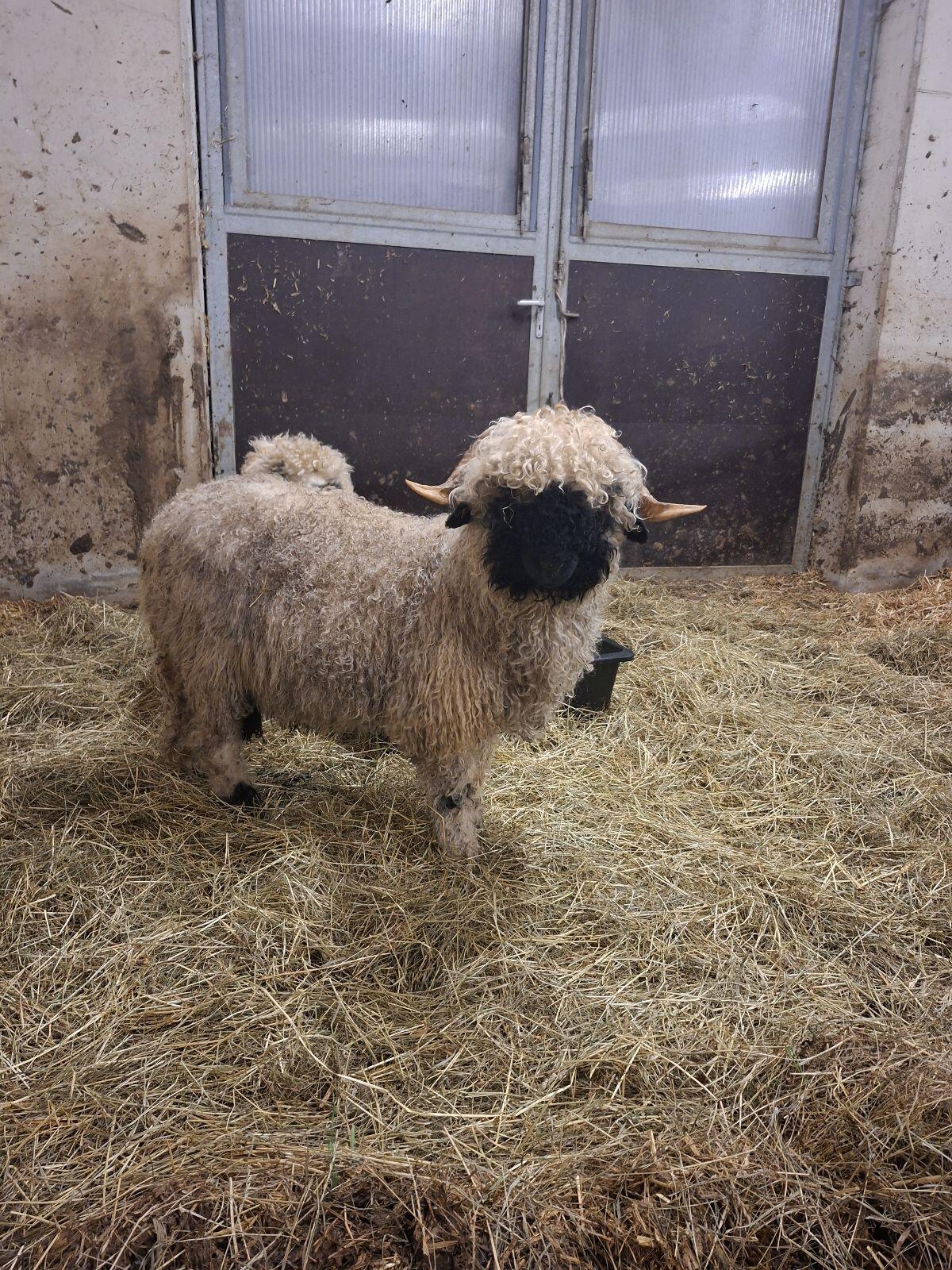 Walliser Schwarznasenschafe 3