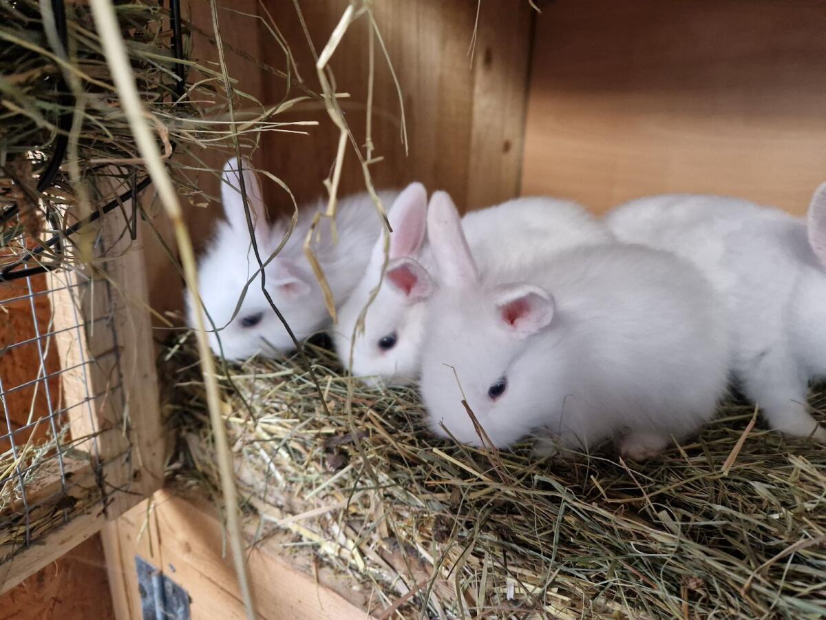 Zwergkaninchen 3