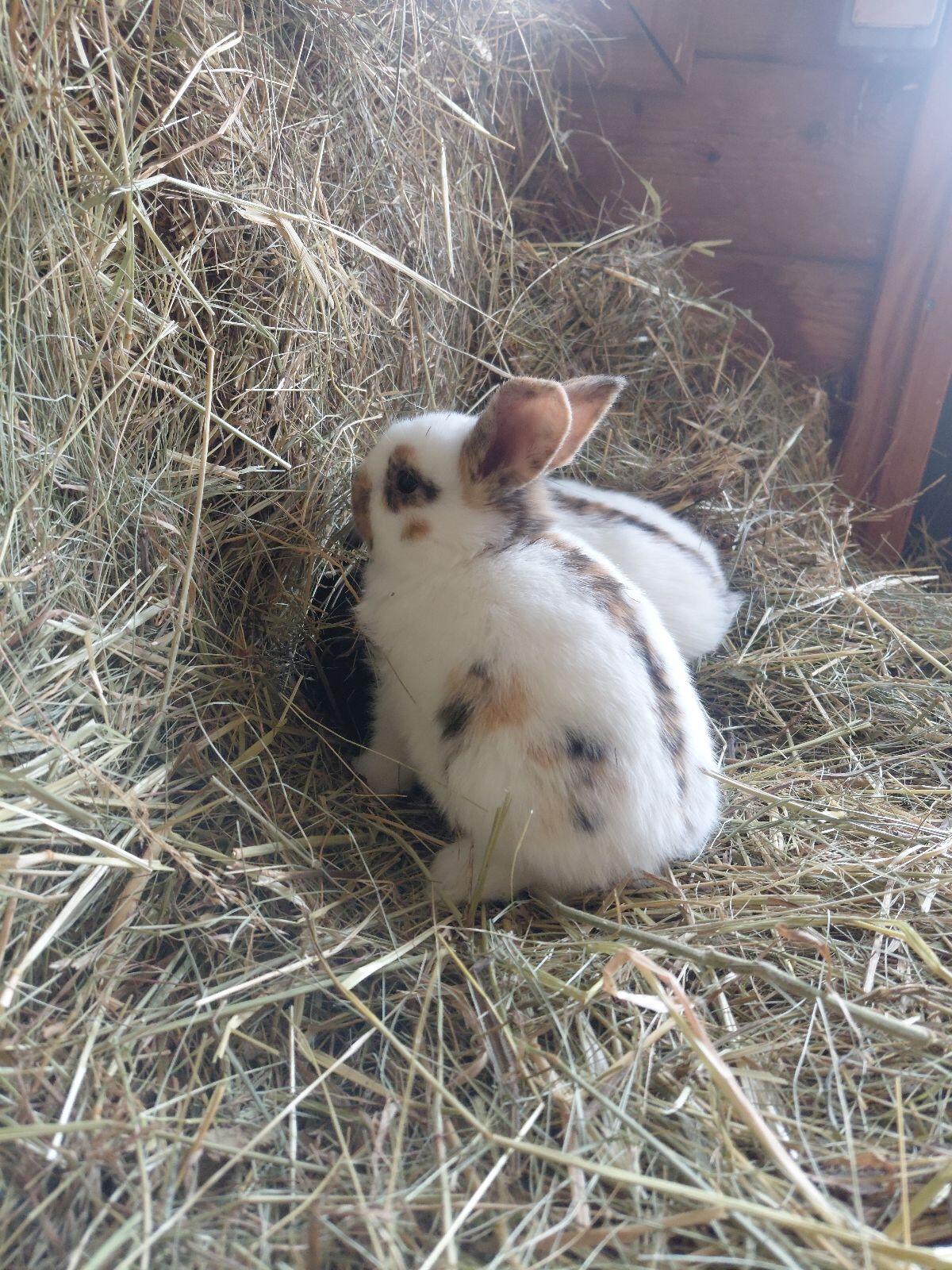 Dreifarbenschecken 3