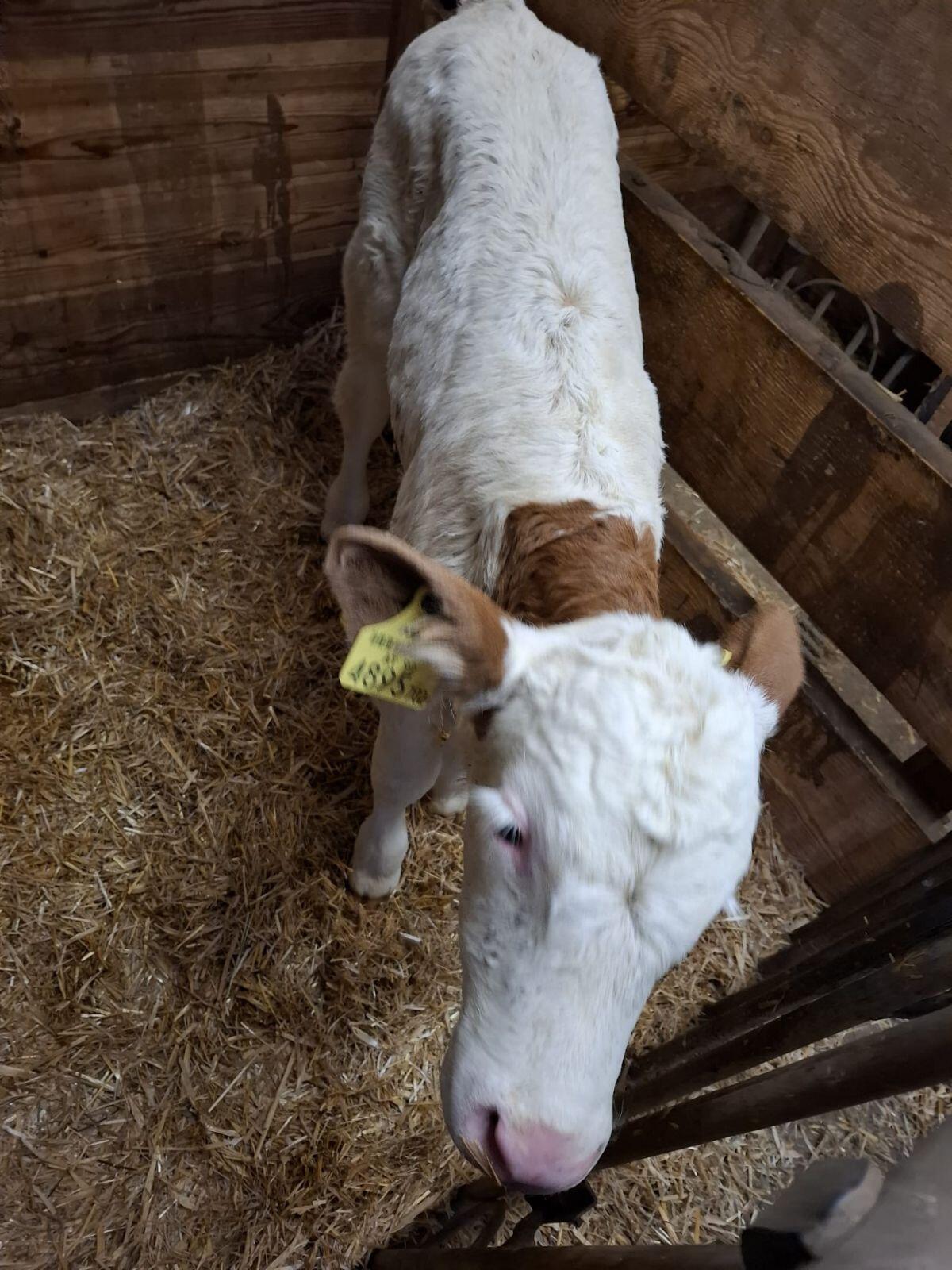 Bio Stierkalb Fleck 3