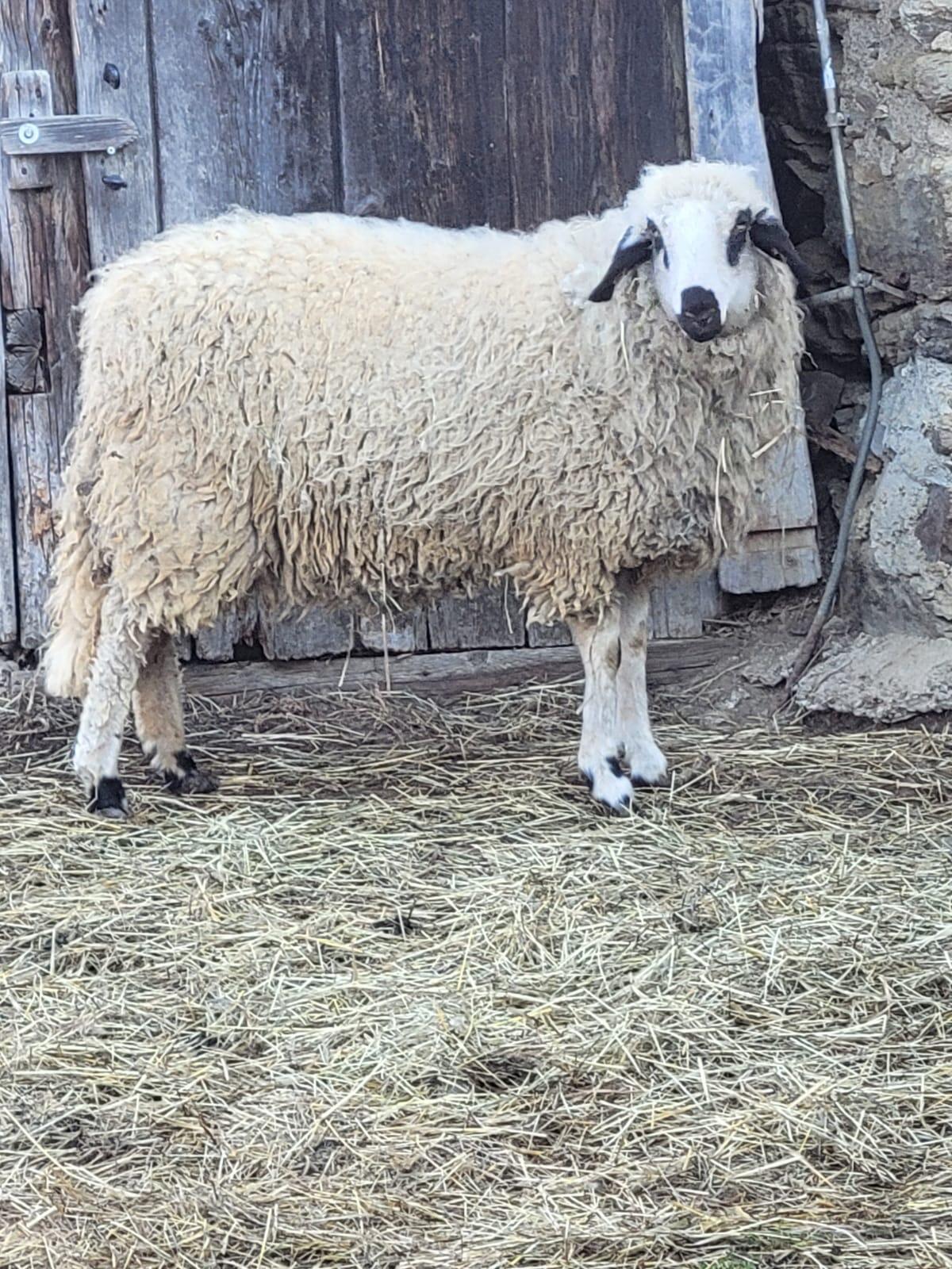 2 gekreuzte Bio-Schafe 3