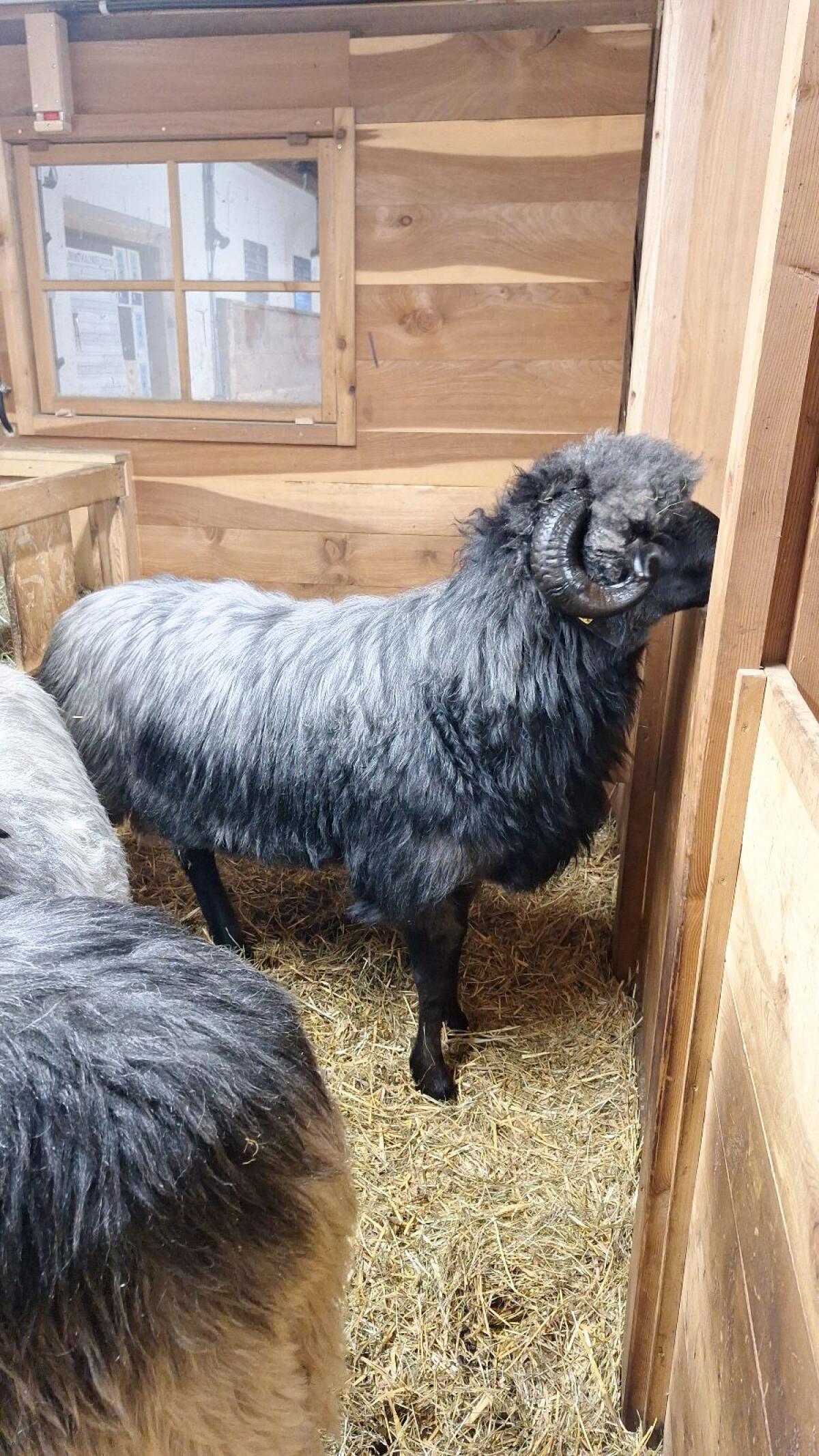 Tiroler Steinschafwidder 2