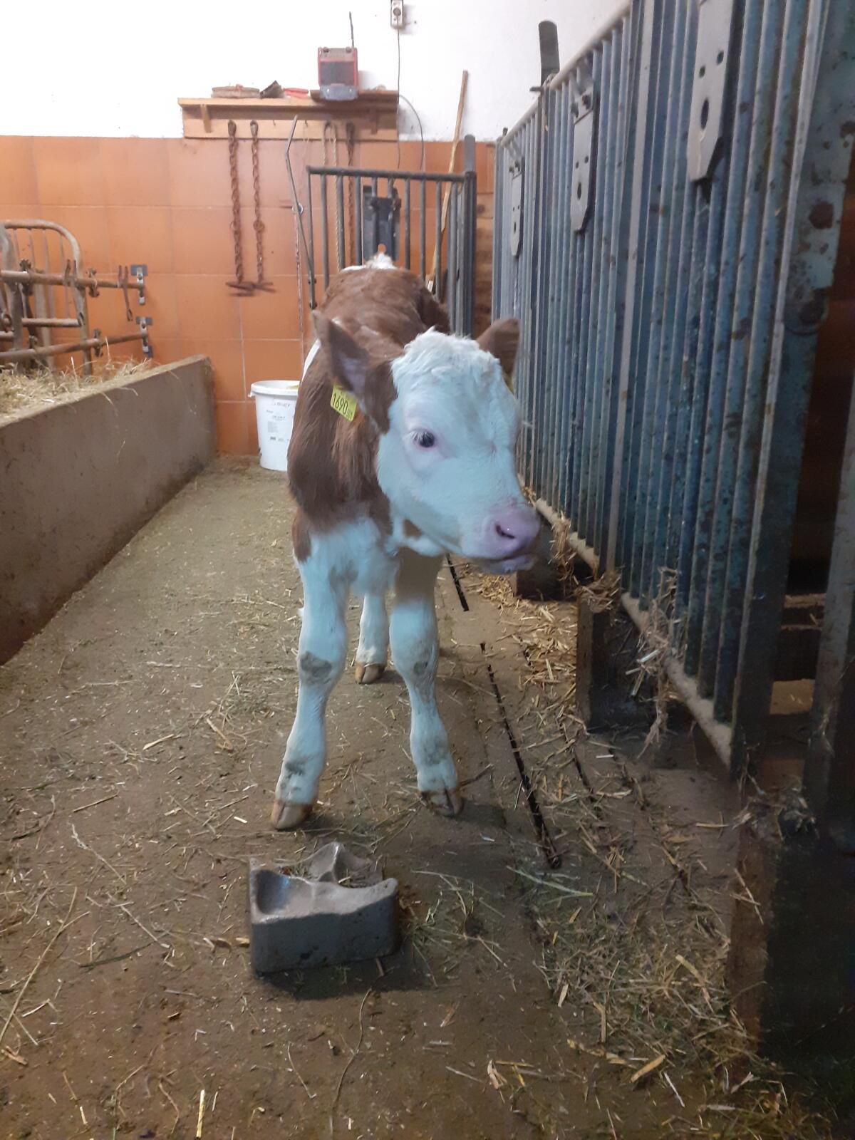 FV Zuchtkalb weiblich 2