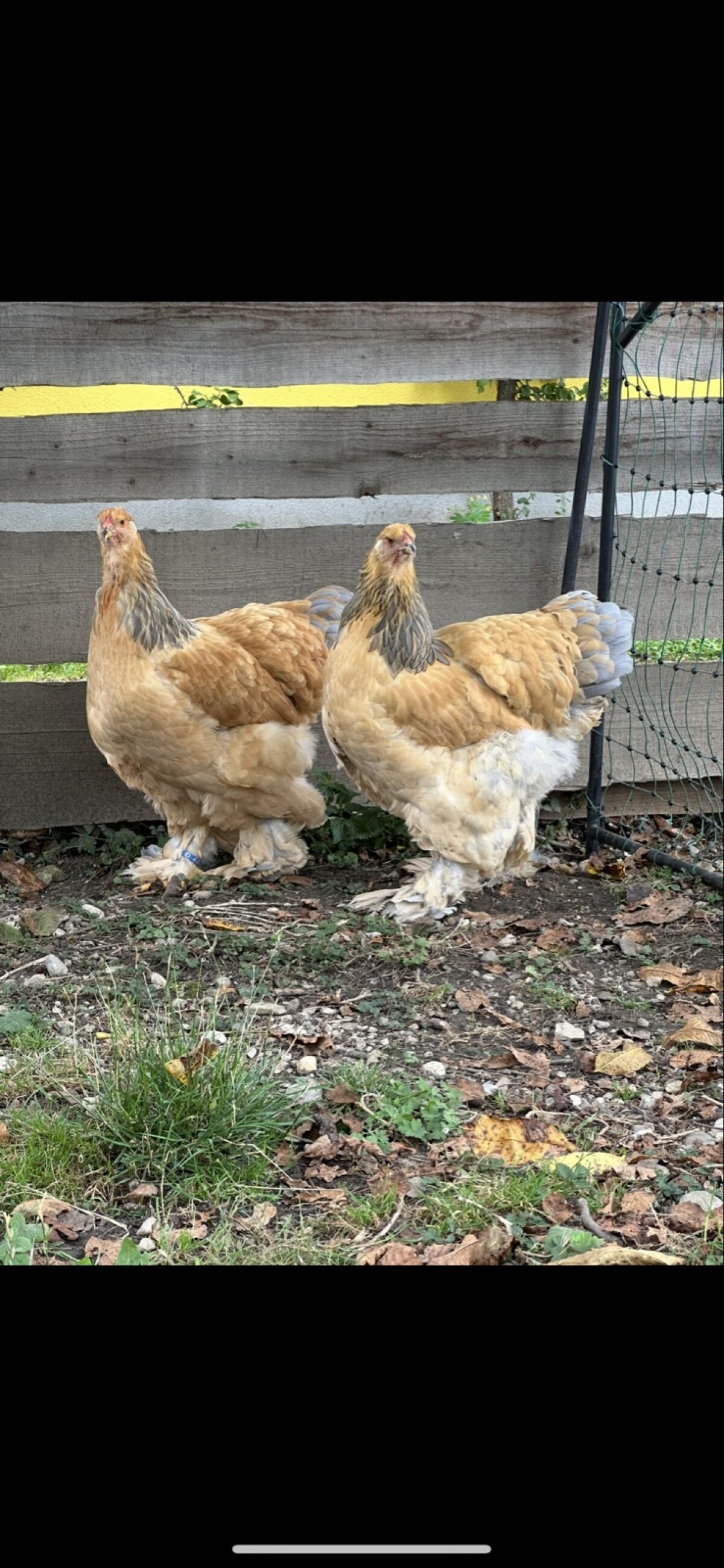 Brahma Bruteier 2