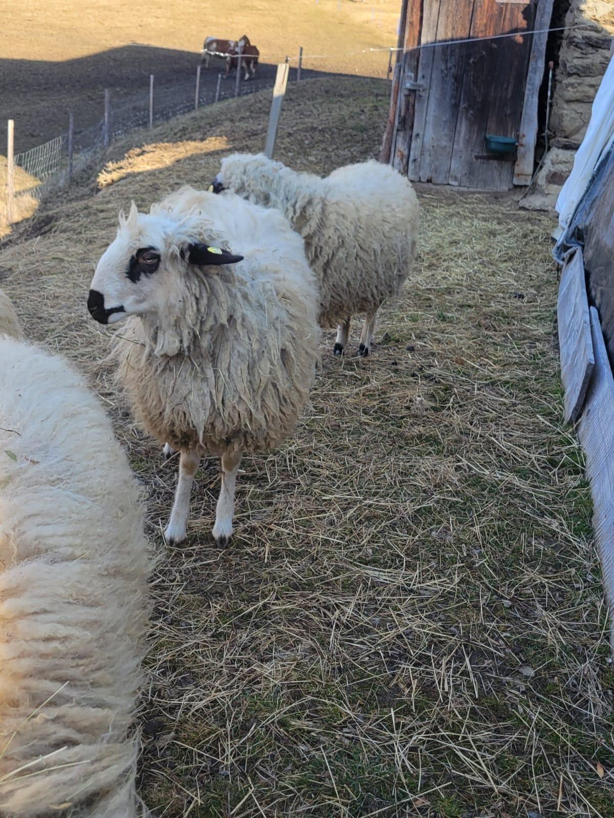 2 gekreuzte Bio-Schafe 2