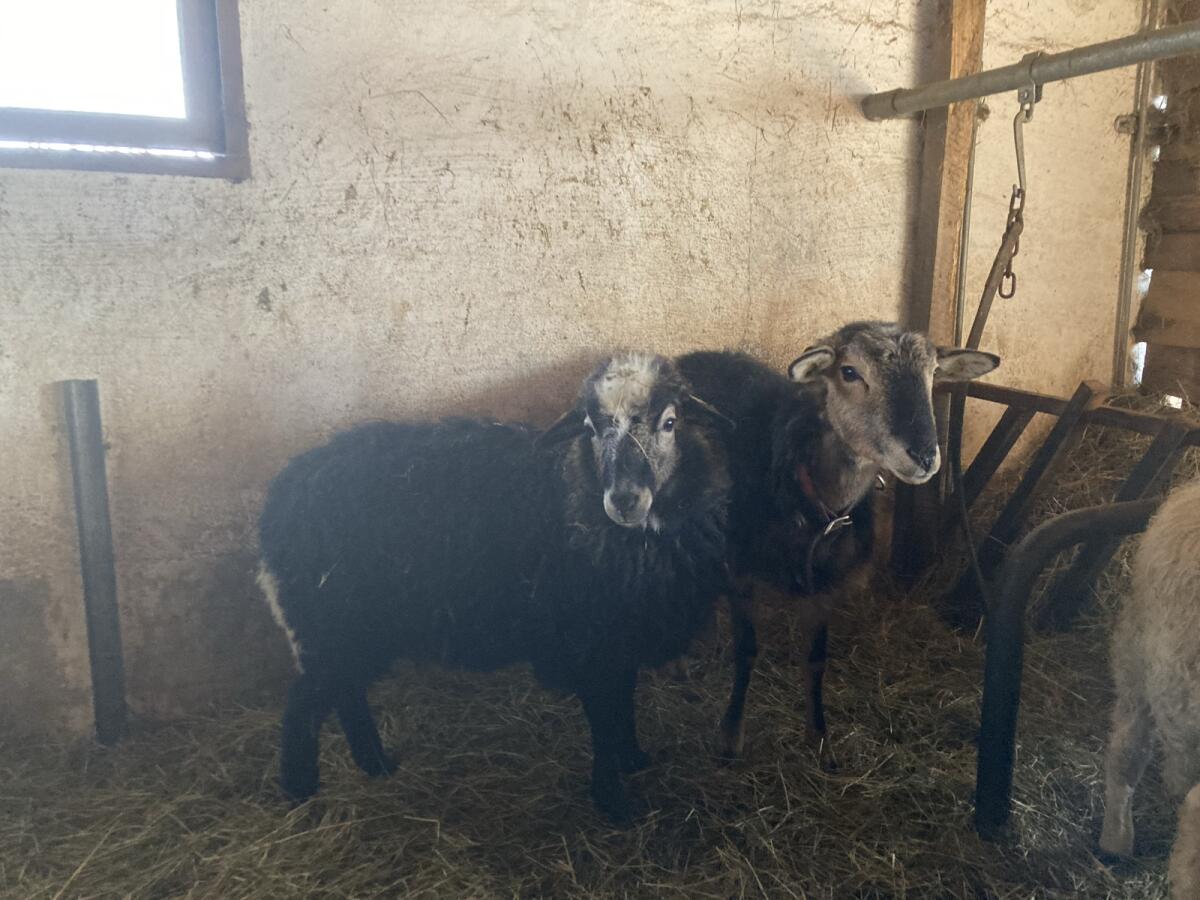 Krainer Steinschaf 3