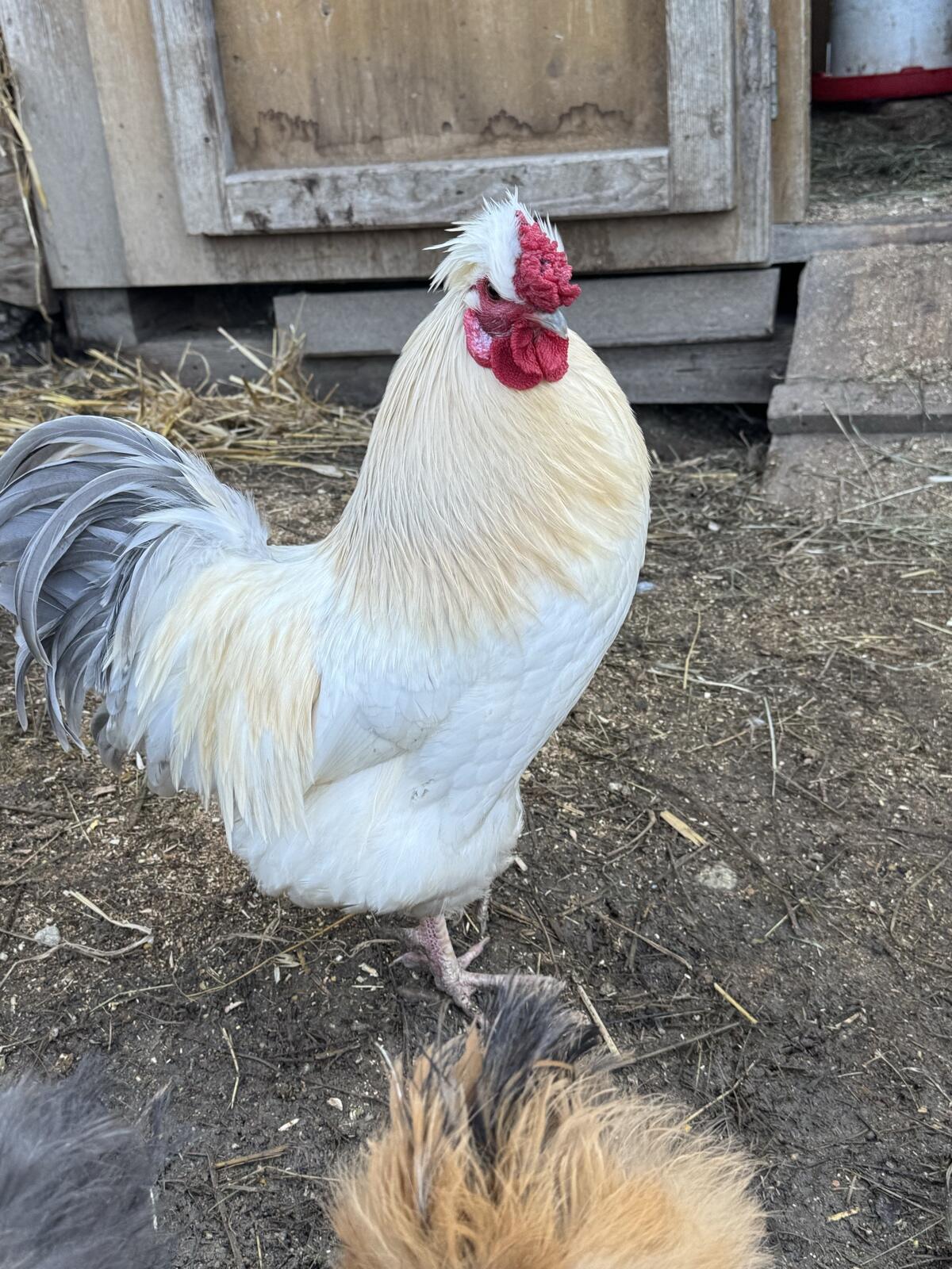 Wunderschöne Hähne an gute Plätze abzugeben 2