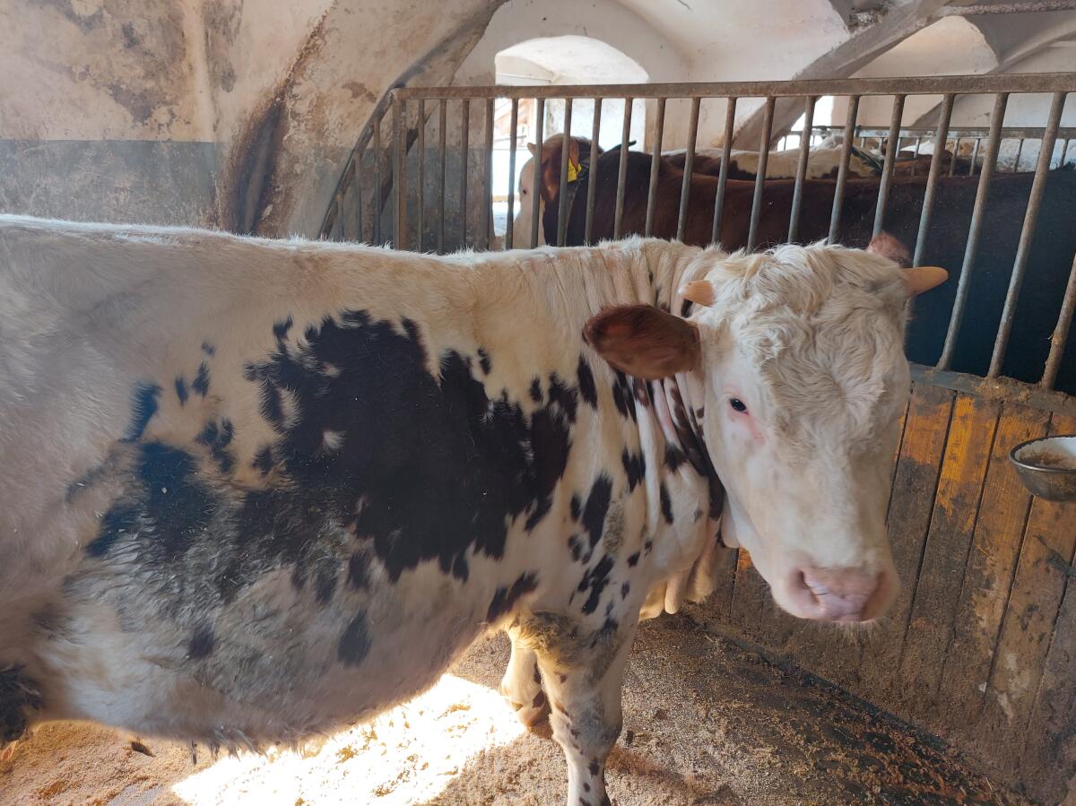 Kalbin, Pustertaler 2