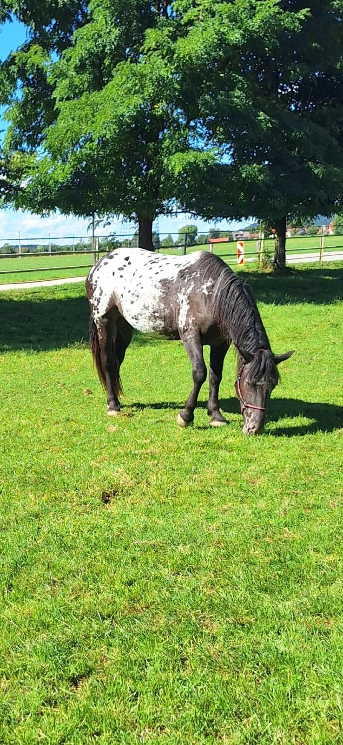 Noriker Tiger Stute 2