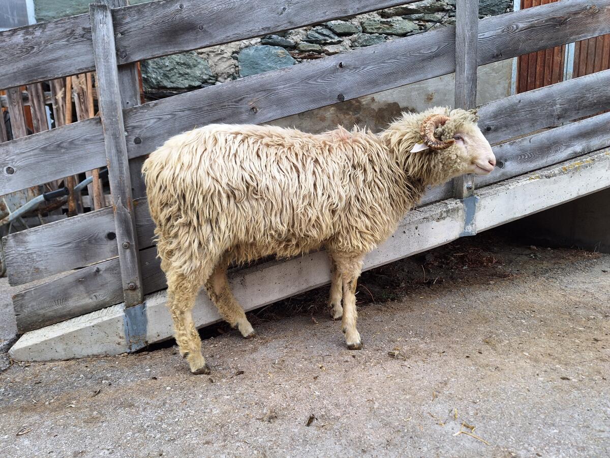 Tiroler Steinschafwidder weiß 3