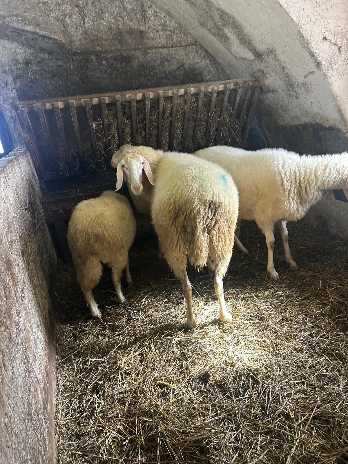 Schafe zu verkaufen 3