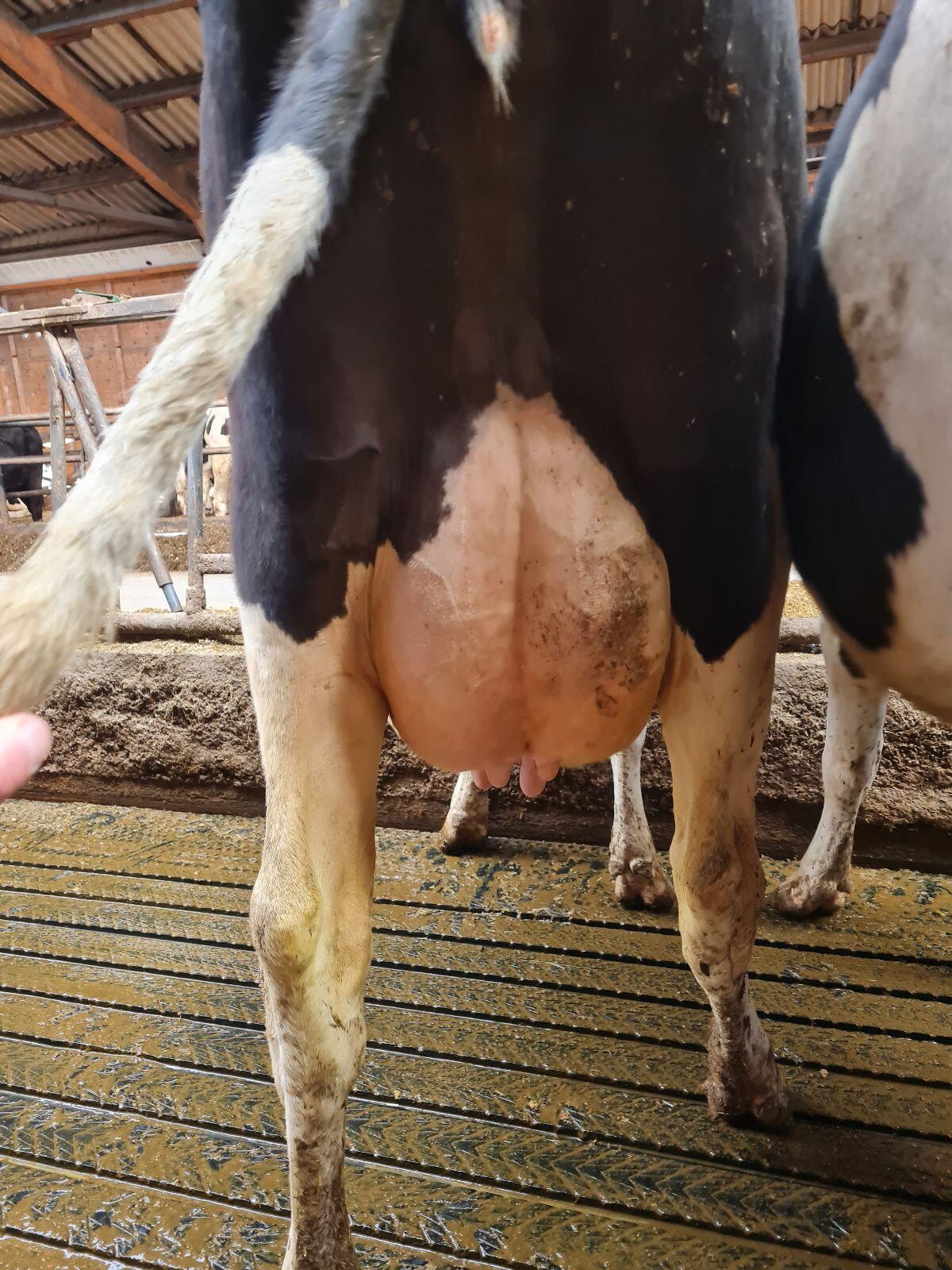 Verkauf Holstein Färse tragend 3