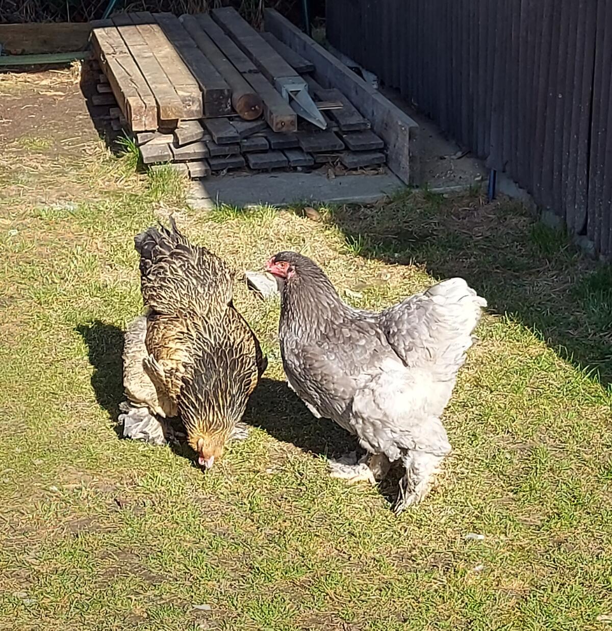 Brahma Bruteier, Eier, reinrassig, groß 2