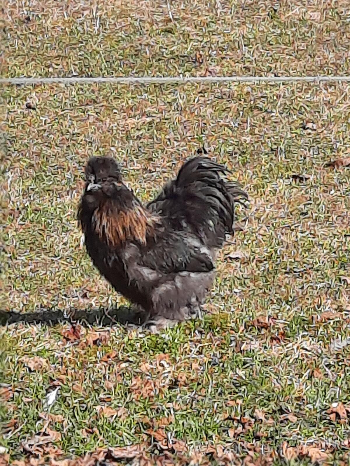 Seidenhähne zu verschenken 2