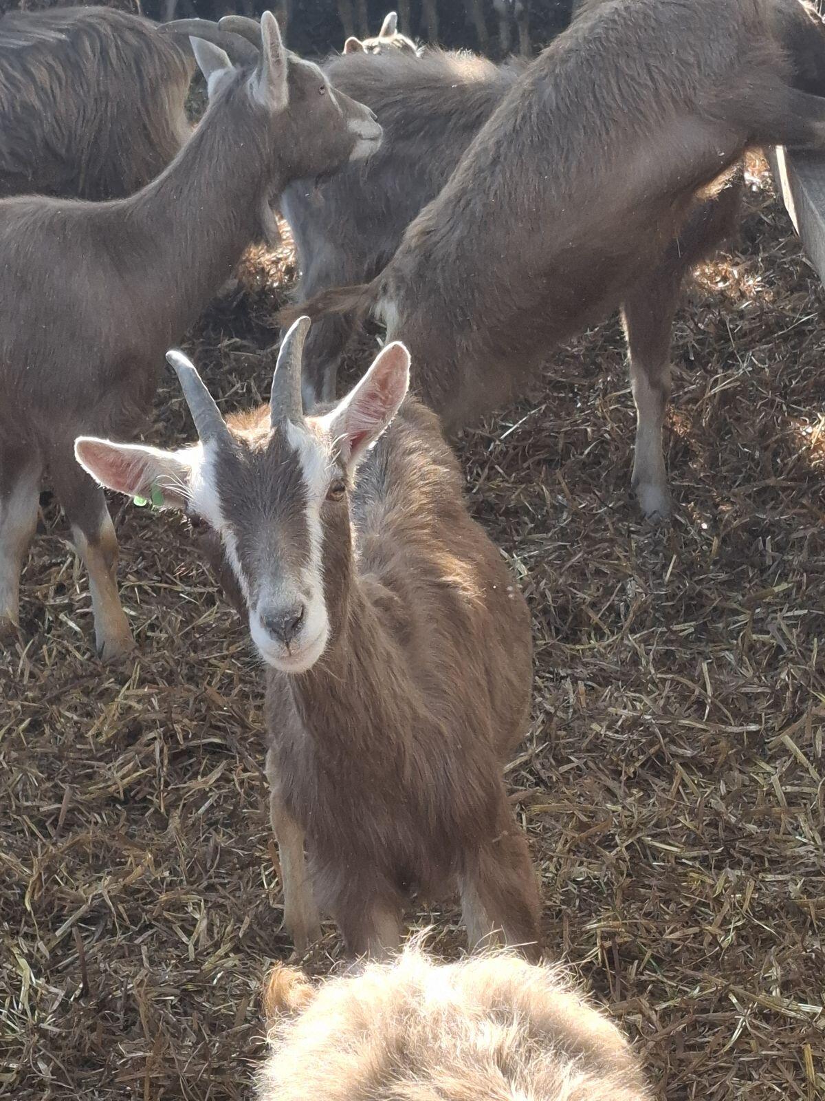 Jährige Toggenburger Ziegen 3