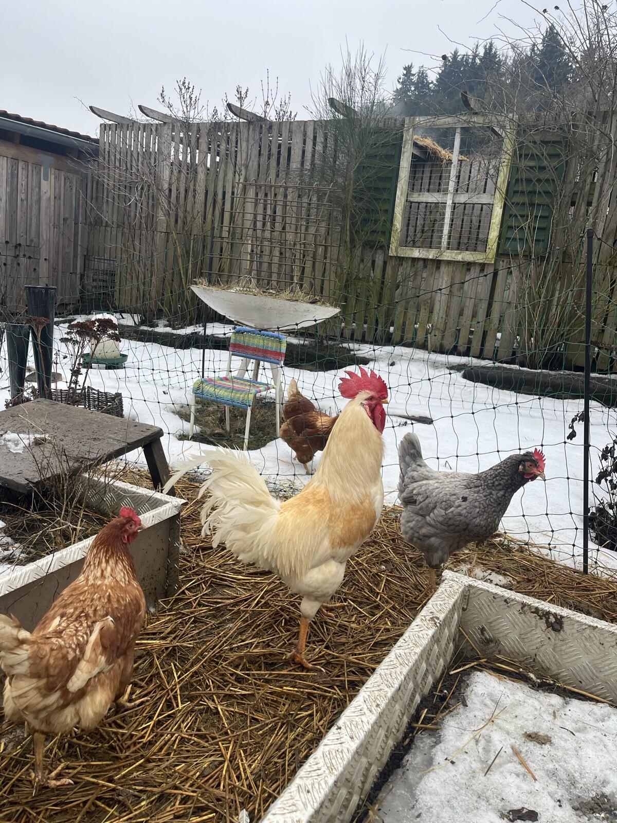 Mischlingshahn zu verschenken 2