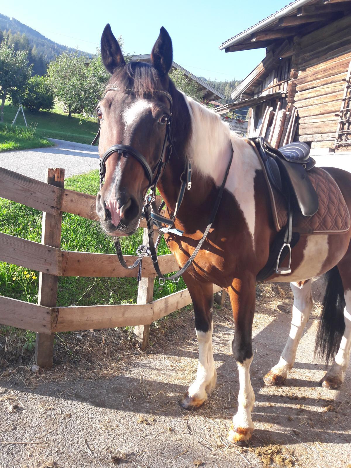 Beistellpferd, gesunder Wallach 3