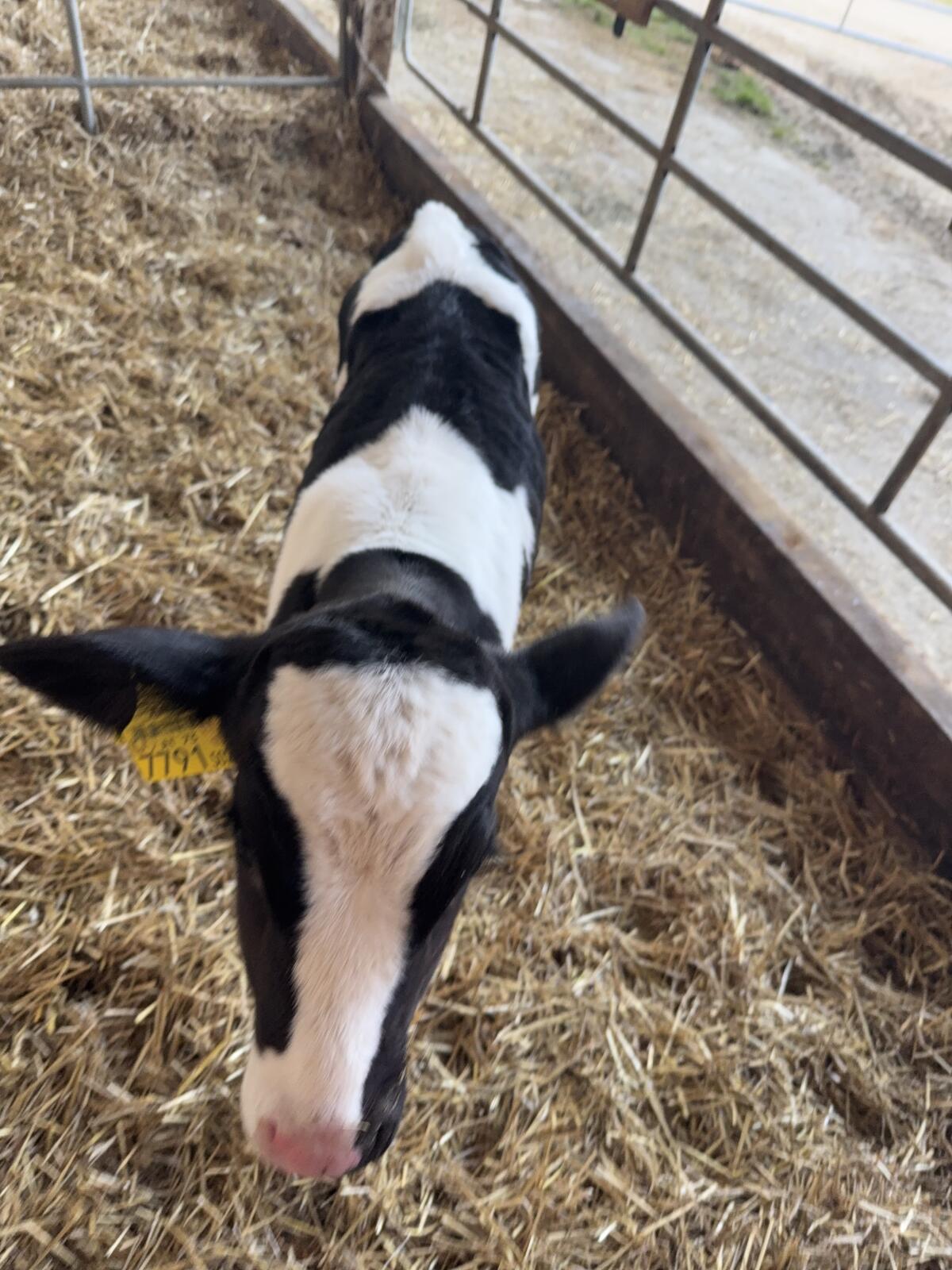 Kuhkälber gesucht 3