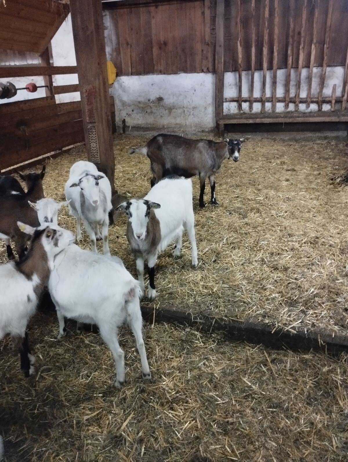 Steirische Scheckenziegen 3